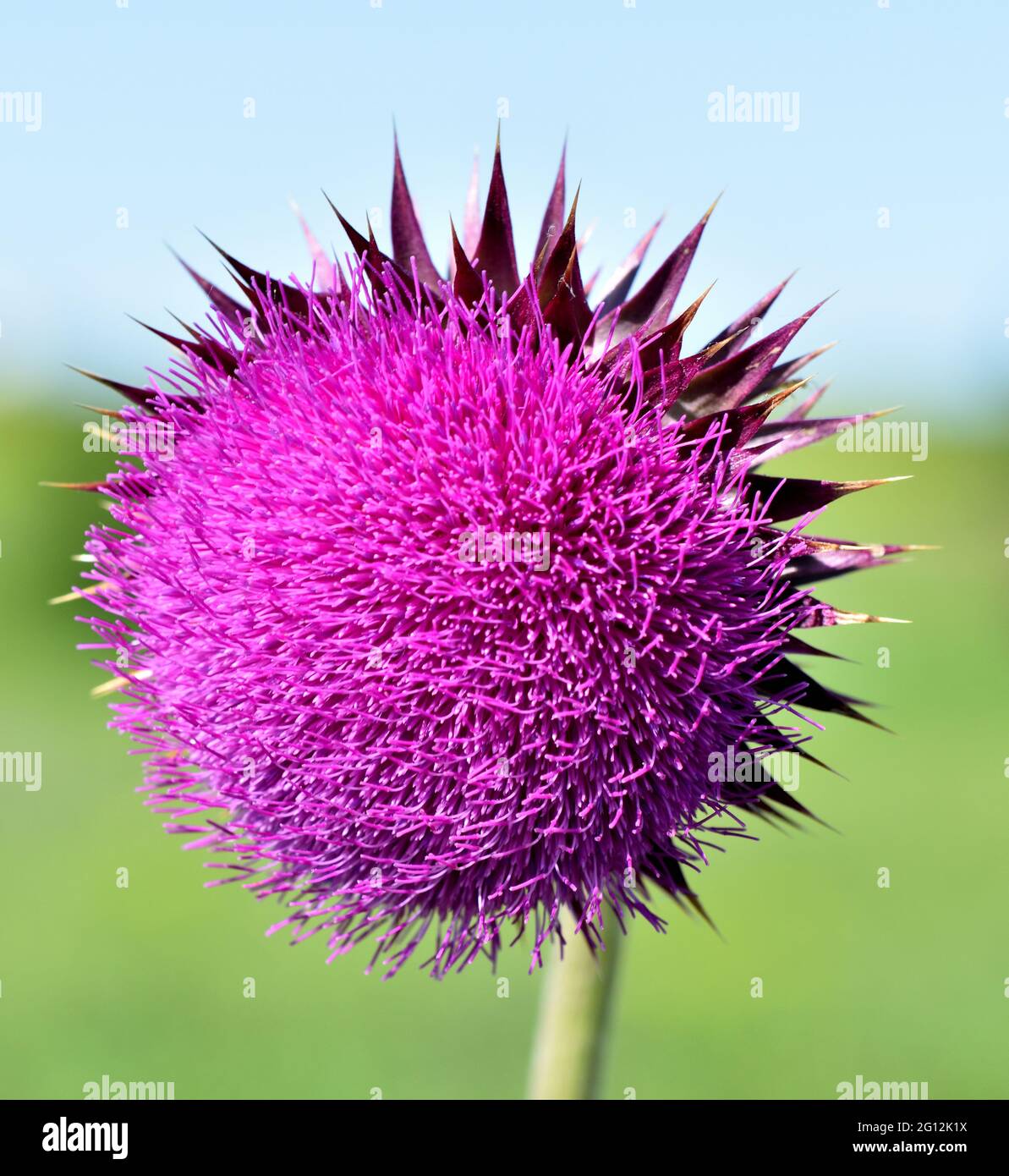 A close up image of full purple bloom of a musk thistle (Carduus nutans) in a prairie setting. Stock Photo