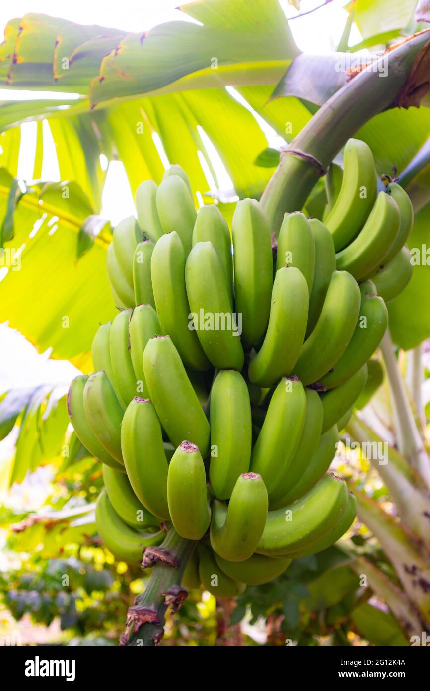 Premium Photo  A bunch of organic fresh green banana on the tree close up