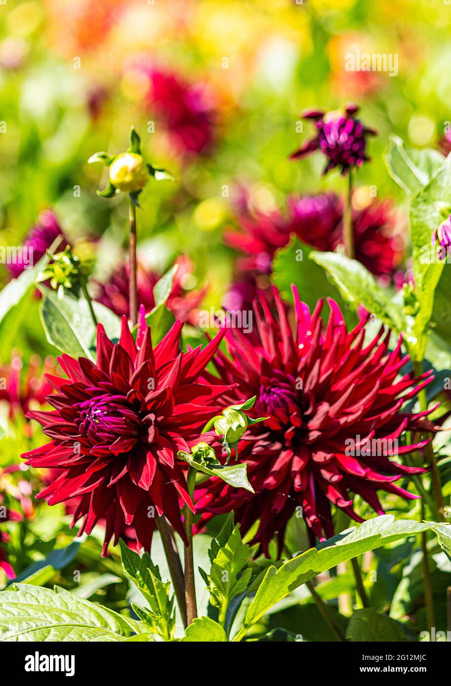 Purple and red Dahlia plants in a garden Stock Photo