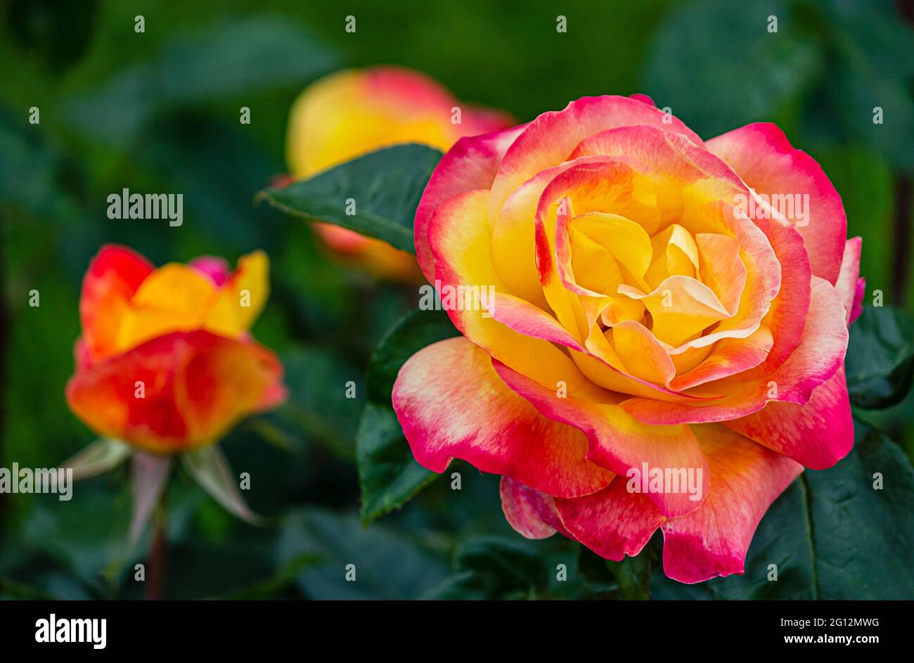 Beautiful yellow and pink climbing rose in a garden Stock Photo