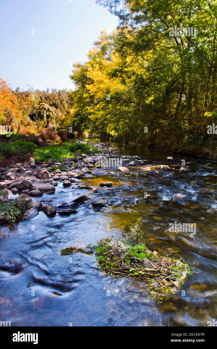 View of a beautiful place filled with acacia trees and a river stream. Stock Photo