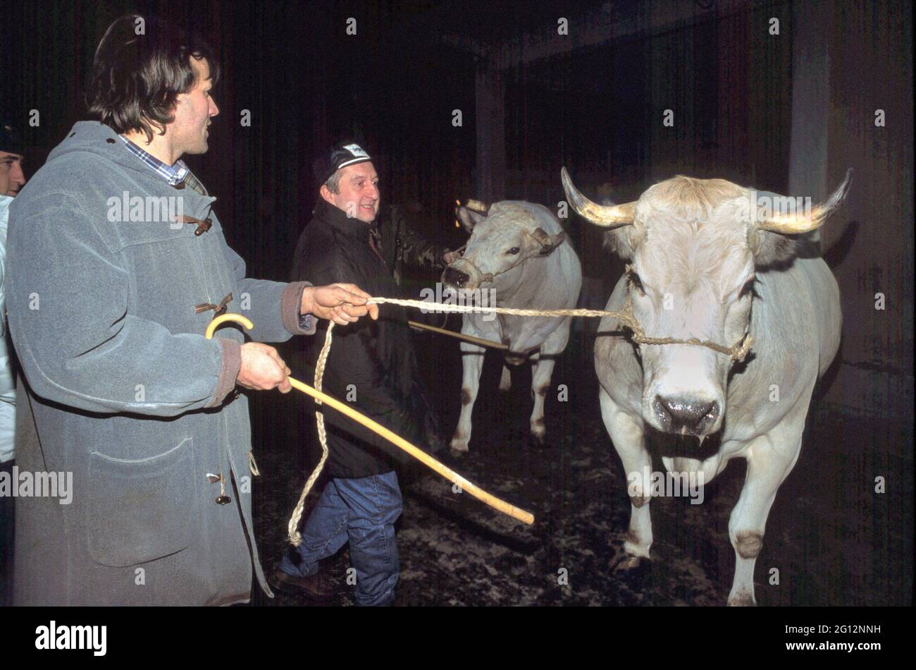 traditional feast of  'Bue Grasso' (fat ox) in Carrù (Cuneo, Piedmont, Italy), fair of 'white Piedmontese' race  livestock, one of most ancient in Italy Stock Photo