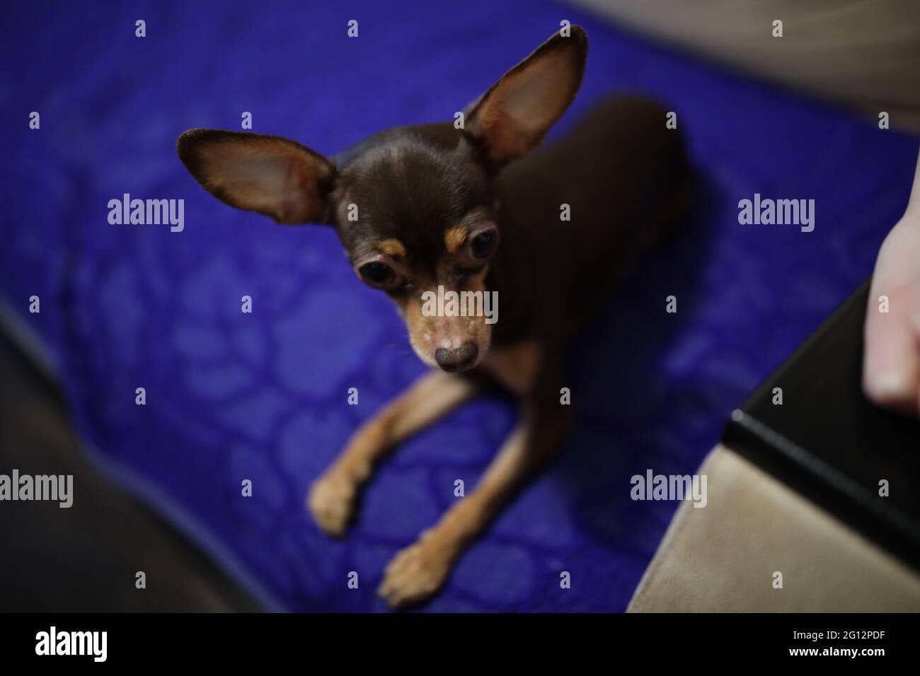 a little helpless toy terrier lay down to rest in his box Stock Photo