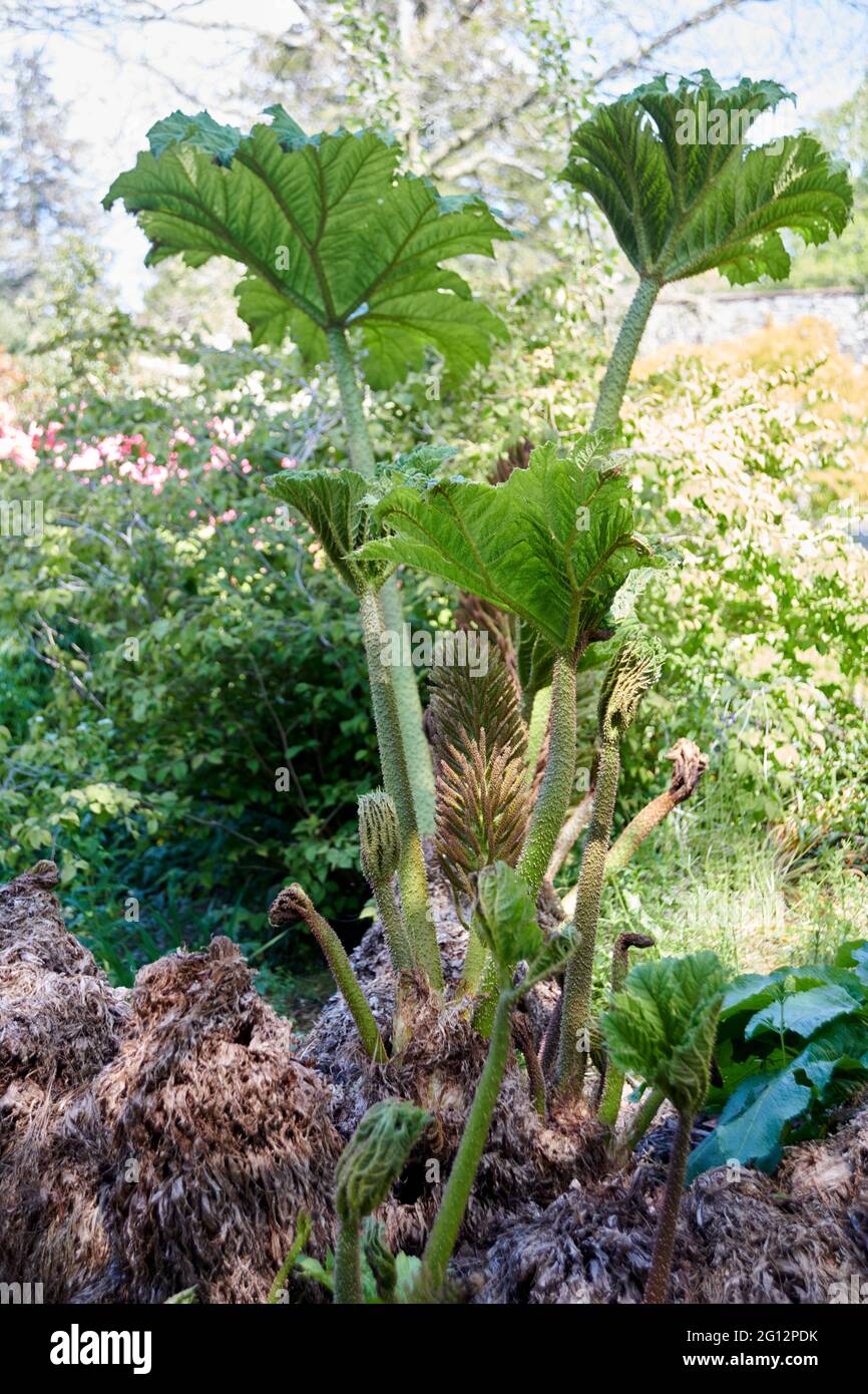 Gunnera is the sole genus of herbaceous flowering plants in the family Gunneraceae, which contains 63 species. Some species have extremely large leave Stock Photo
