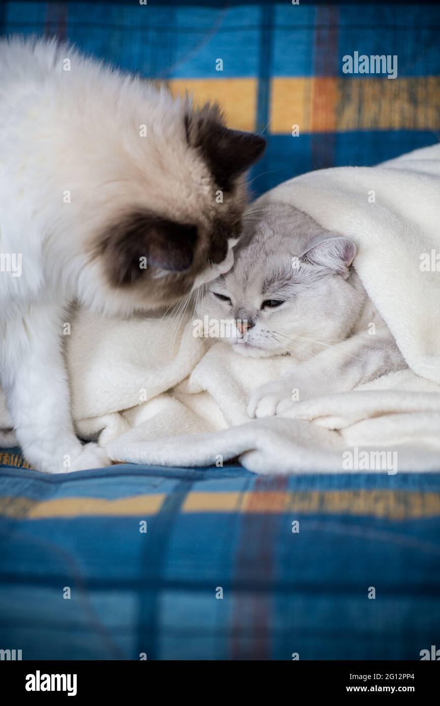 Two pedigree cats Ragdoll and Scottish chinchilla silver on the bed at home Stock Photo