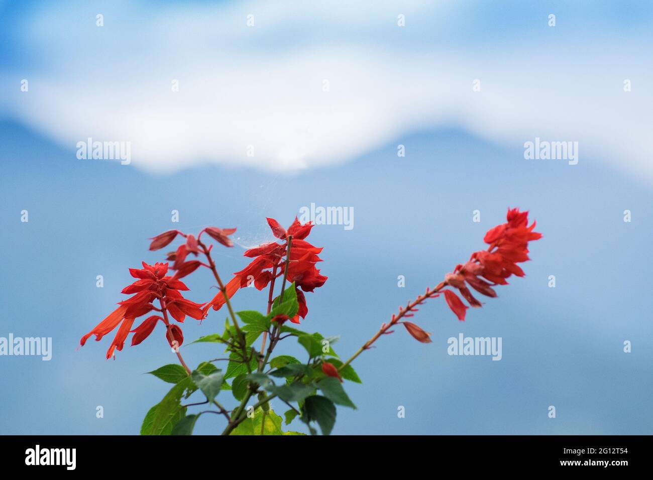 Wild flower at Borong Village in Borong, Sikkim , India. Blue Kanchenjunga mountain range in the morning, tree with red seasonal flowers in foreground Stock Photo