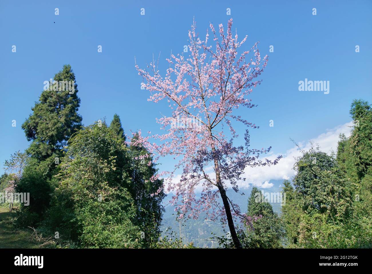 Colourful tree at Rabangla, Sikkim amongst green trees and Himalayan