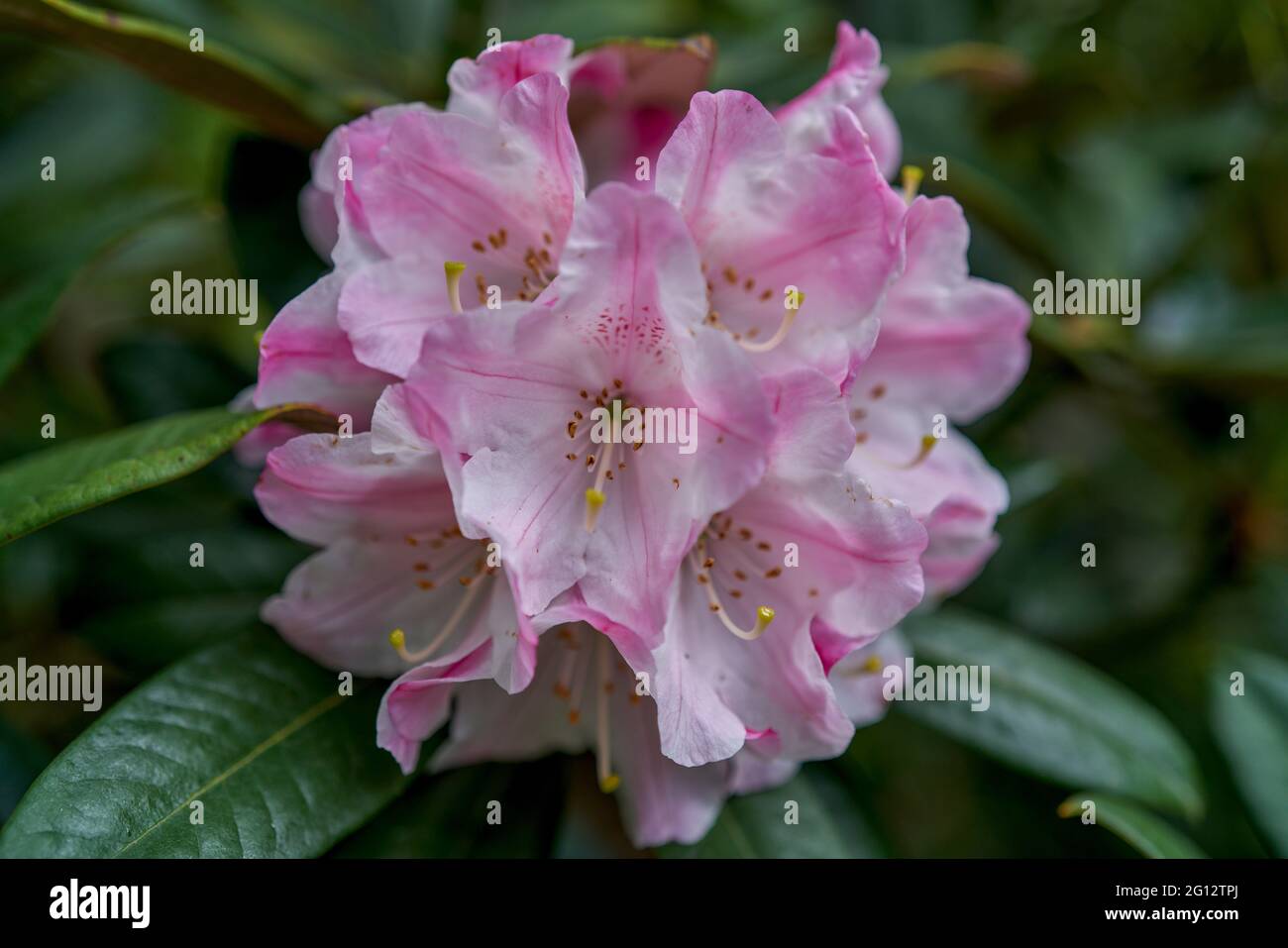View of azalea rhododendron flower in full bloom close-up beautiful delicate ...