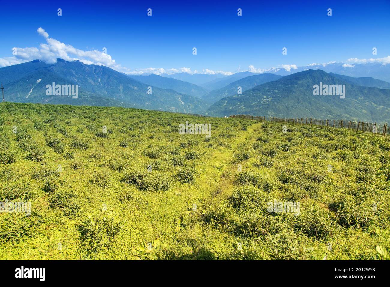 Tea garden hill in background hi-res stock photography and images - Page 2  - Alamy
