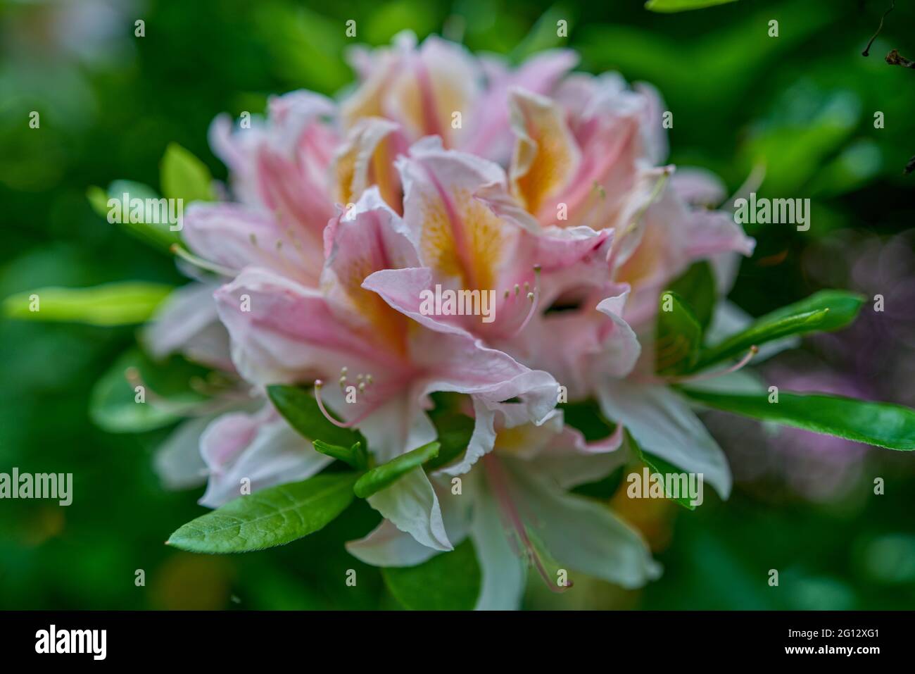 azalea rhododendron flower in full bloom close-up beautiful delicate ... - Venturing Airy Blooming Uk