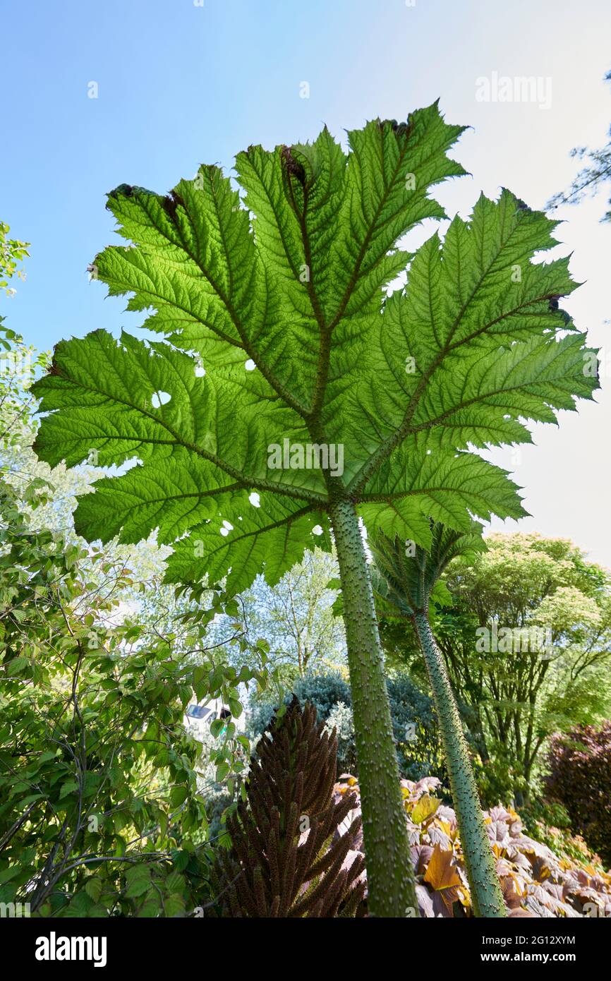 Gunnera is the sole genus of herbaceous flowering plants in the family Gunneraceae, which contains 63 species. Some species have extremely large leave Stock Photo