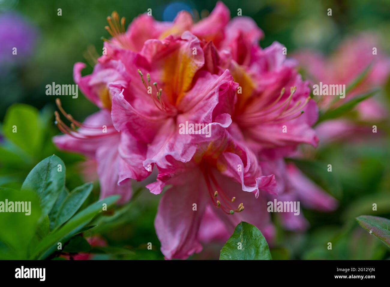 azalea rhododendron flower in full bloom close-up beautiful delicate ... - Venturing Airy Blooming Uk