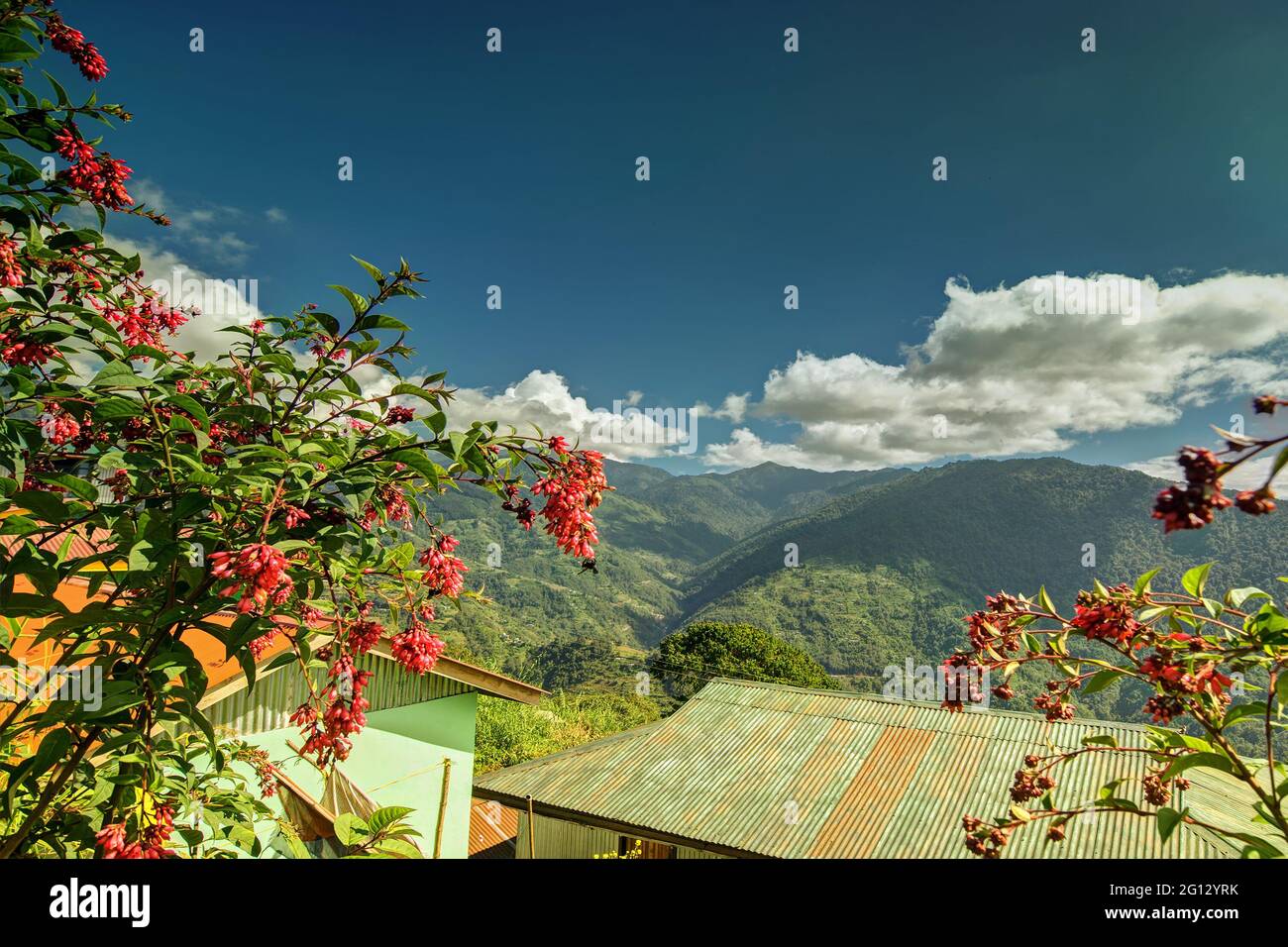 Blue Kanchenjunga mountain range in the morning, tree with red seasonal flowers in foreground, view from Okhrey Village, Sikkim. Scenic view of great Stock Photo