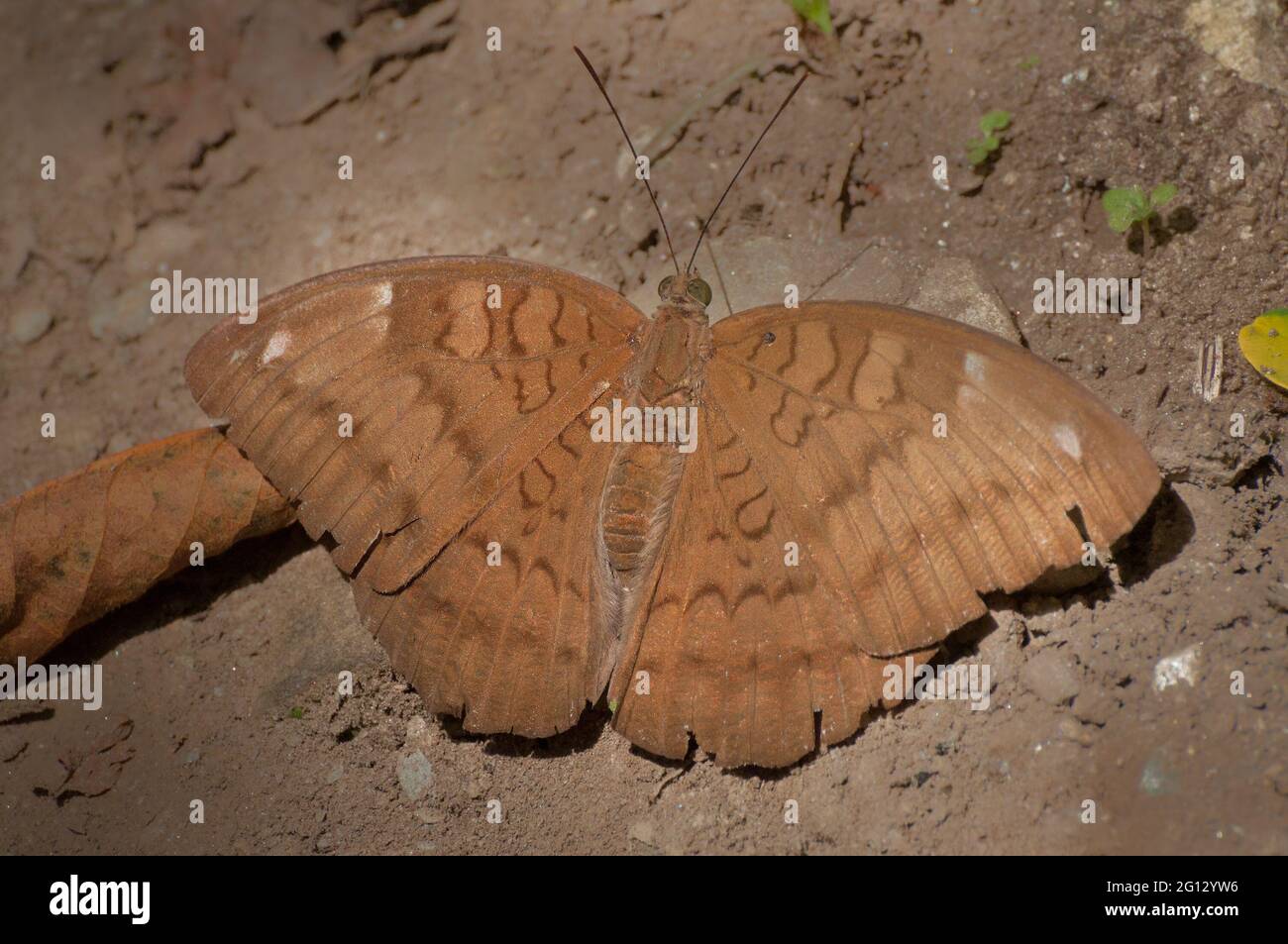 Common Baron butterfly (Euthalia aconthea) mud puddling , ie, sucking up fluid from moist area. Image shot at Sikkim, India. Stock Photo