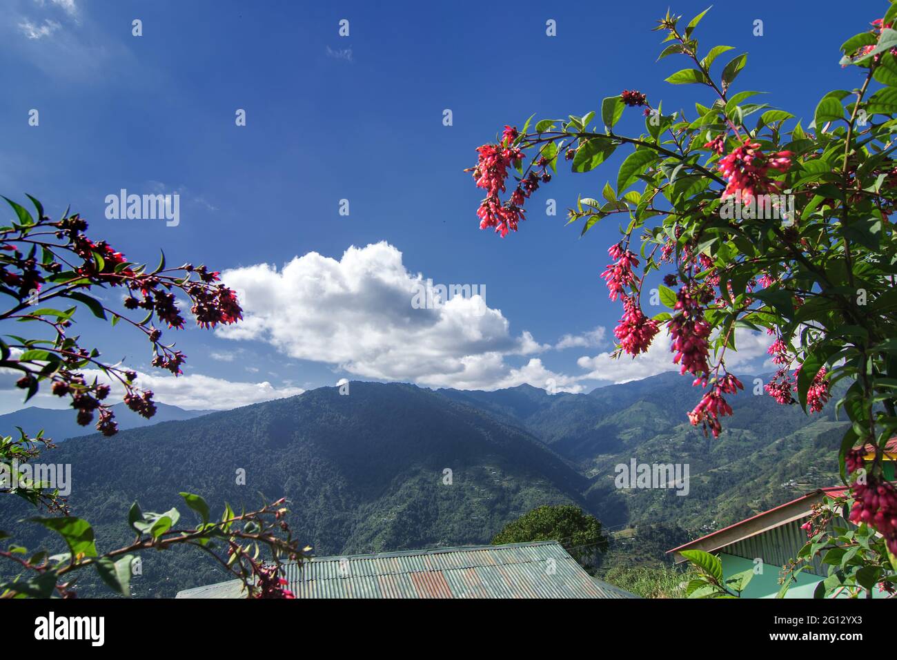 Singalila Ridge of Kanchenjunga mountain range in the morning, tree with red seasonal flowers in foreground, view from Okhrey Village, Sikkim Stock Photo