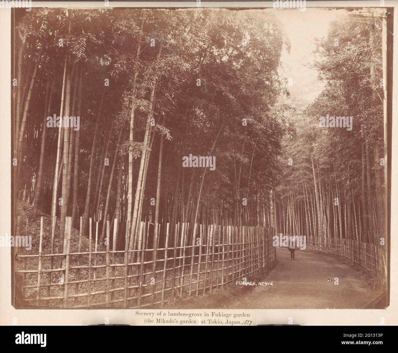 Bamboe bos in Fukiage tuin in Tokyo; Scenery of a bamboogrove in