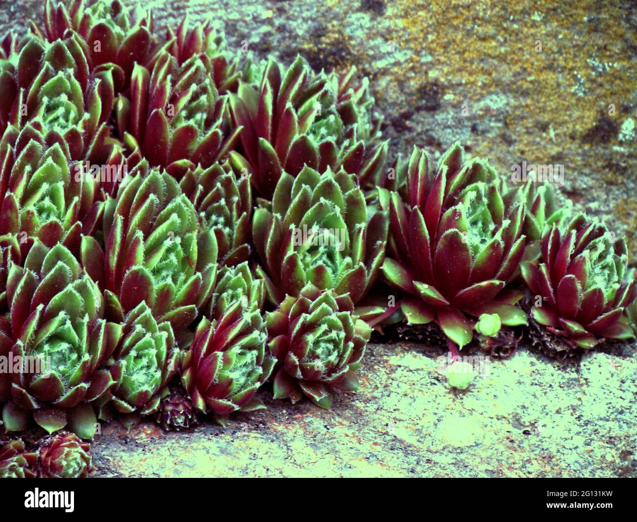 Red colored cultivar of sempervivum, a known medicinal plant, botany thema Stock Photo