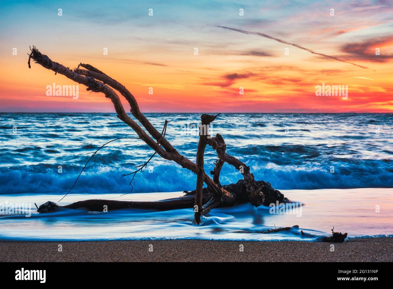 ld wood trunk snag in water at beach on beautiful sunset Stock Photo