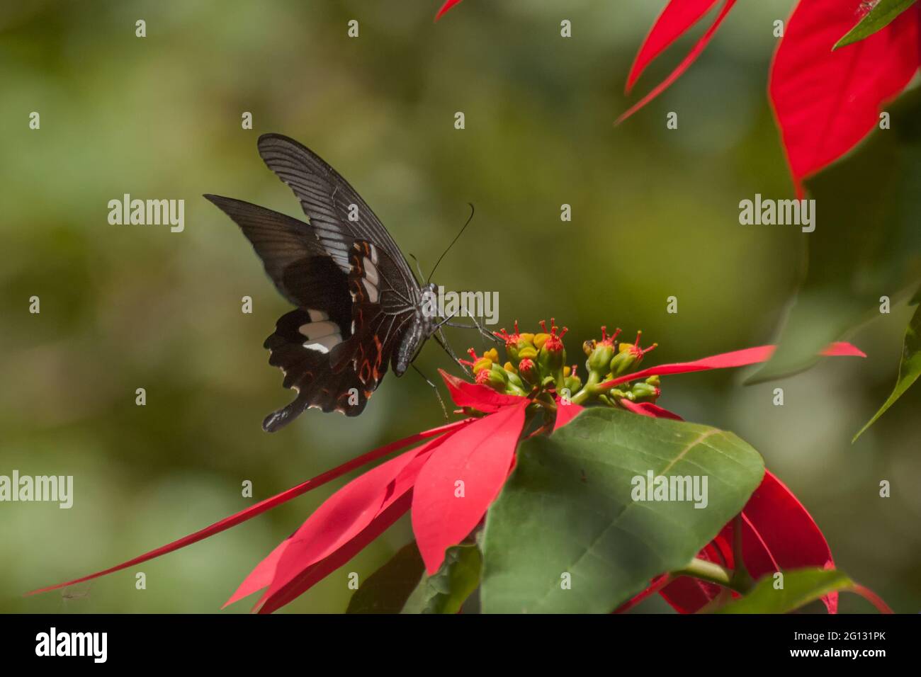 Common Mormon butterfly (papilio polytes linnaeus), sucking nectar from fully bloomed red flower. Image shot in a forest, sikkim, India. Stock Photo