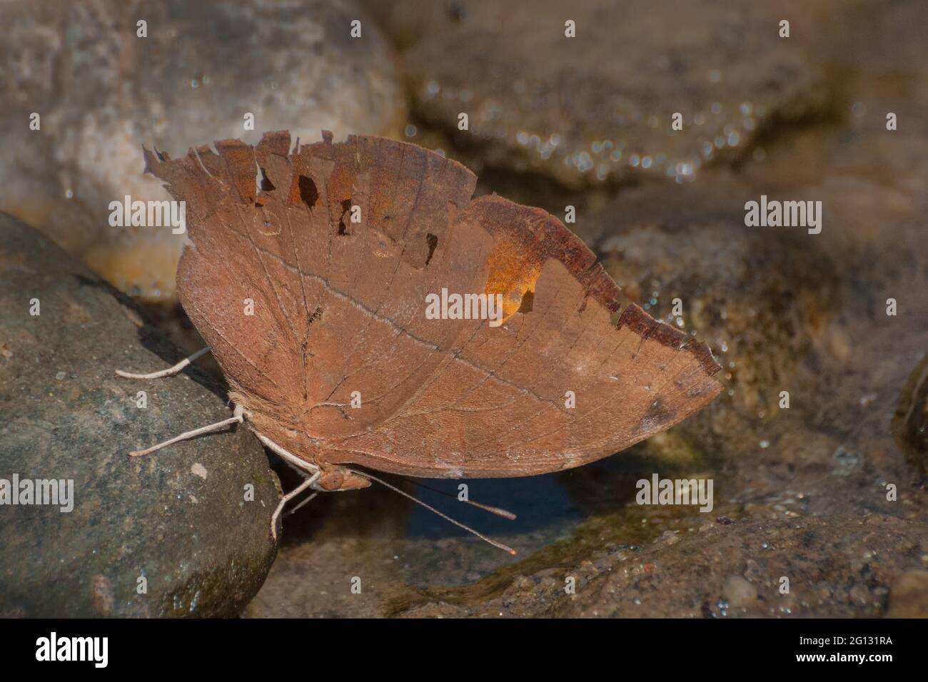 Common Evening Brown butterfly (Melanitis leda linnaeus), drinking water from water source