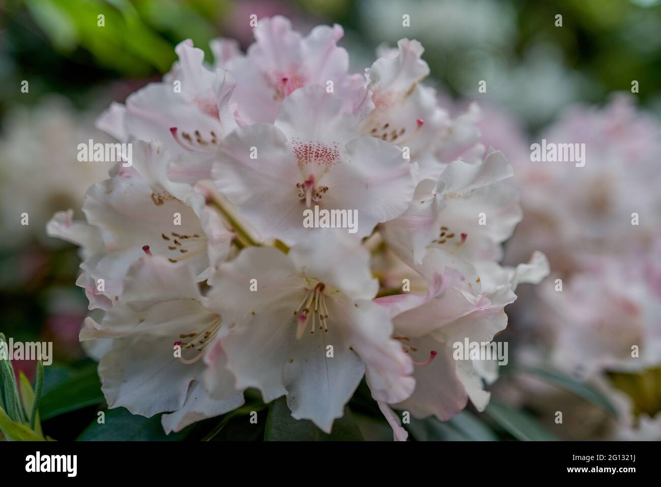 azalea rhododendron flower in full bloom close-up beautiful delicate ...