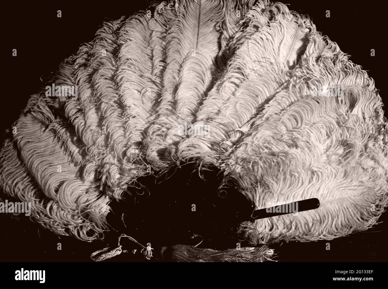 White Ostrich Feathers High Resolution Stock Photography And Images Alamy