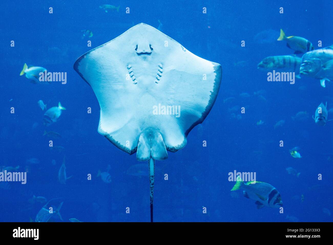 funny image of smiling Guri sea catfish or genidens genidens Stock Photo -  Alamy