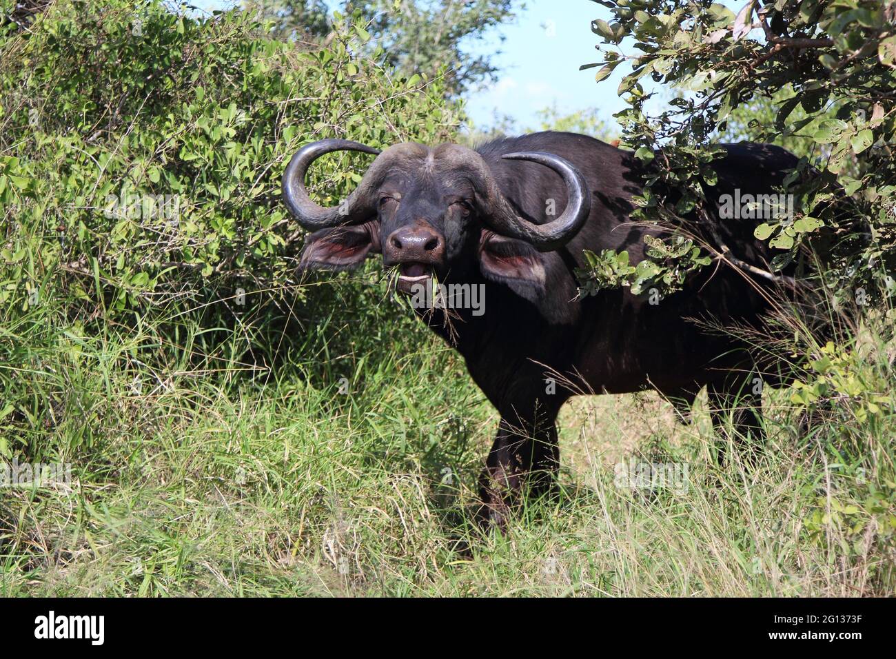 Kaffernbüffel / African buffalo / Syncerus caffer Stock Photo - Alamy