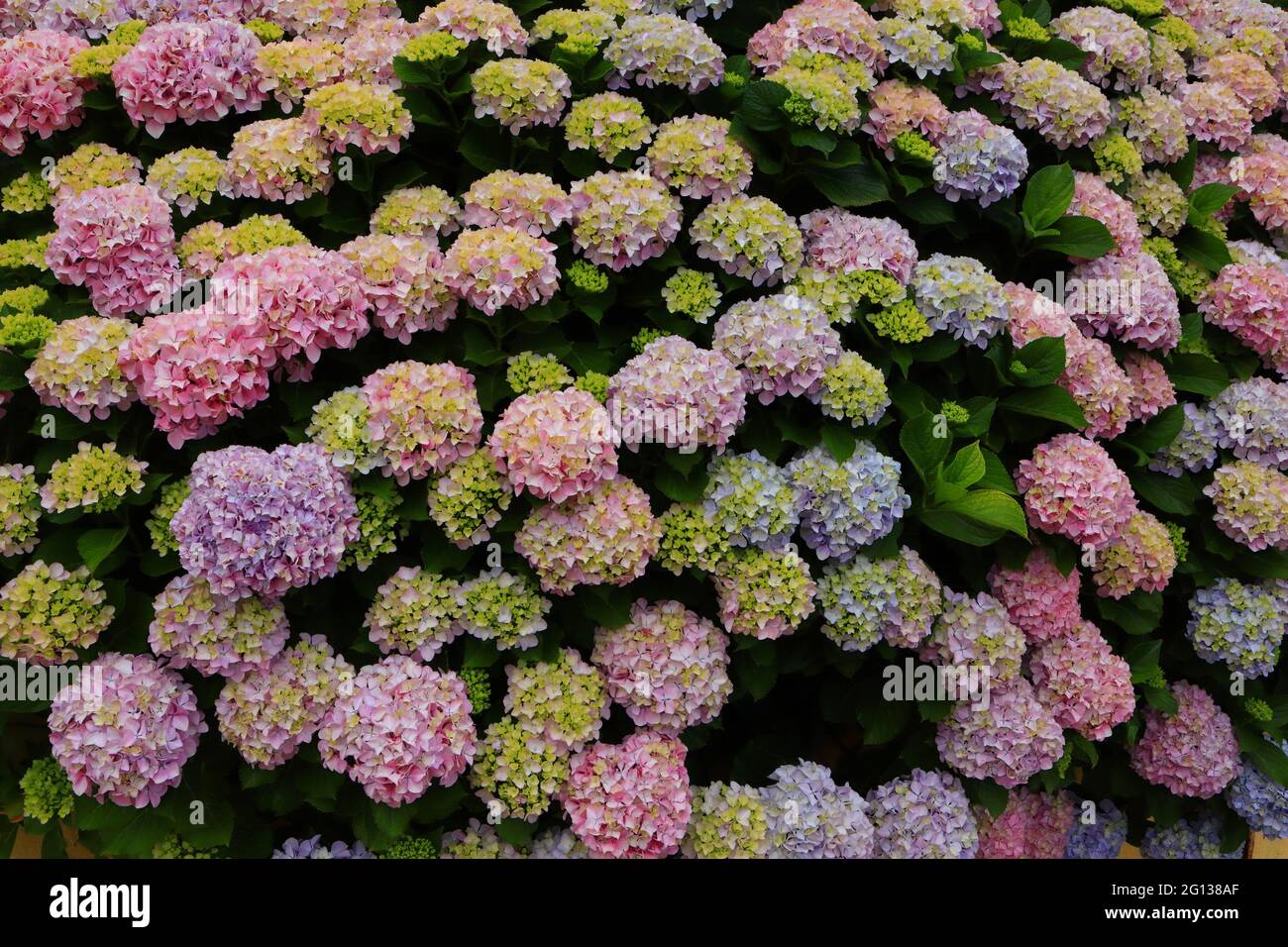 Pink Hydrangea or Hortensia (Hydrangea macrophylla) bush in bloom, Sintra, Lisbon, Portugal. Springtime Stock Photo