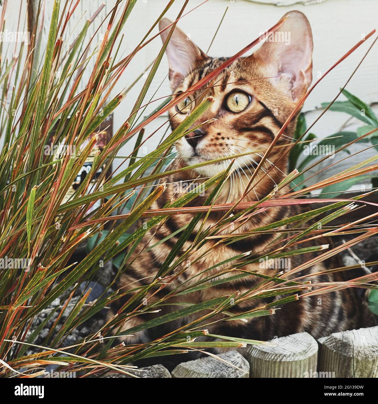 `Bengal cat stalking Stock Photo - Alamy
