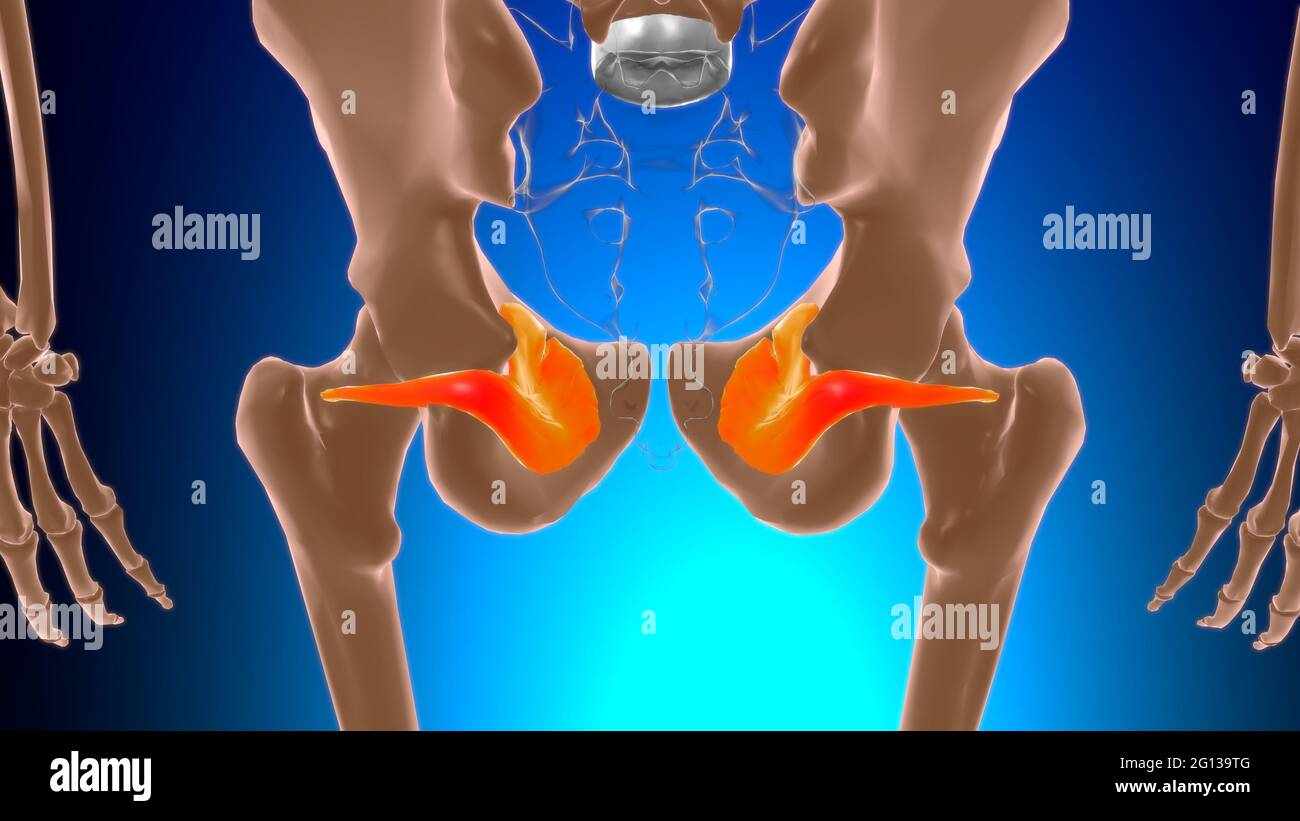 Obturator internus muscle hi-res stock photography and images - Alamy