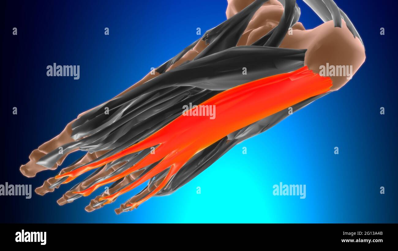 Flexor digitorum brevis Muscle Anatomy For Medical Concept 3D ...