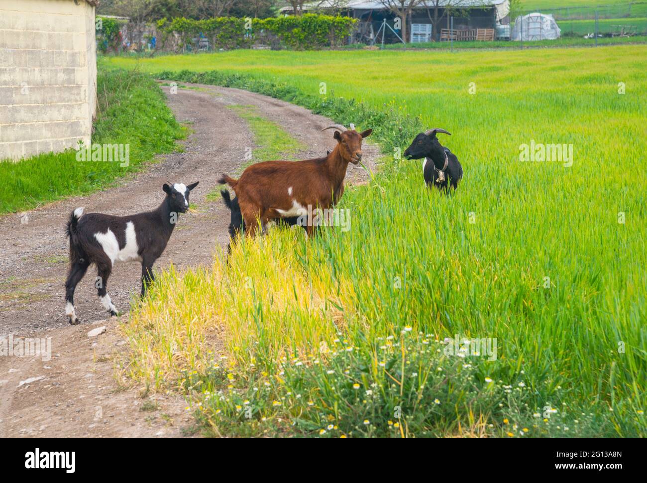 Goats in a field. Stock Photo