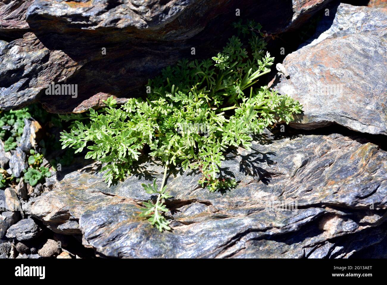 Manzanilla real de Sierra Nevada (Artemisia granatensis) is a medicinal  perennial plant endemic to Sierra Nevada. This photo was taken in Sierra  Stock Photo - Alamy