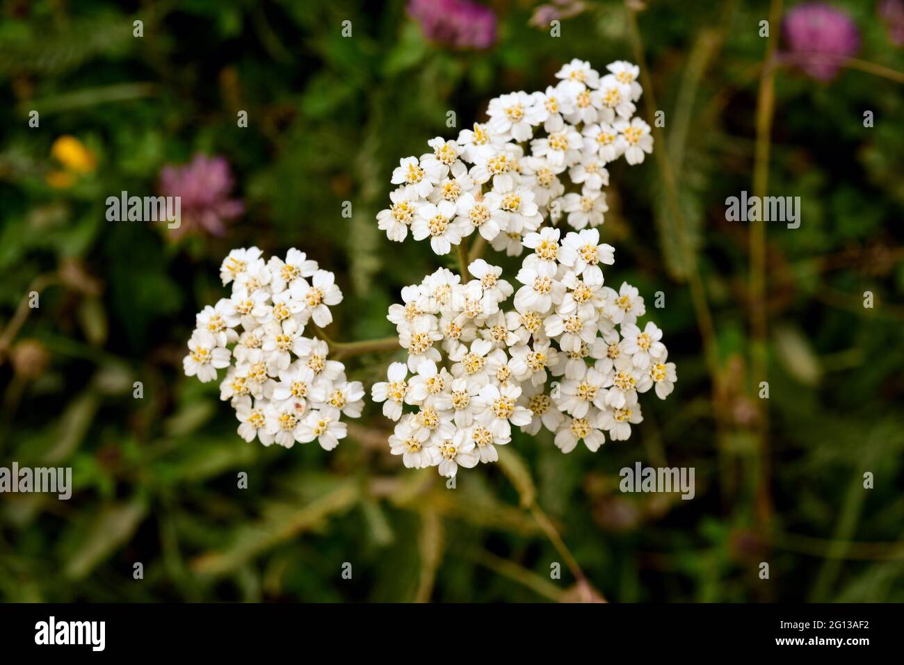 Yarrow (Achillea millefolium) is a medicinal perennial plant native to Europe, Asia and North America. This photo was taken in Andorra Pyrenees. Stock Photo