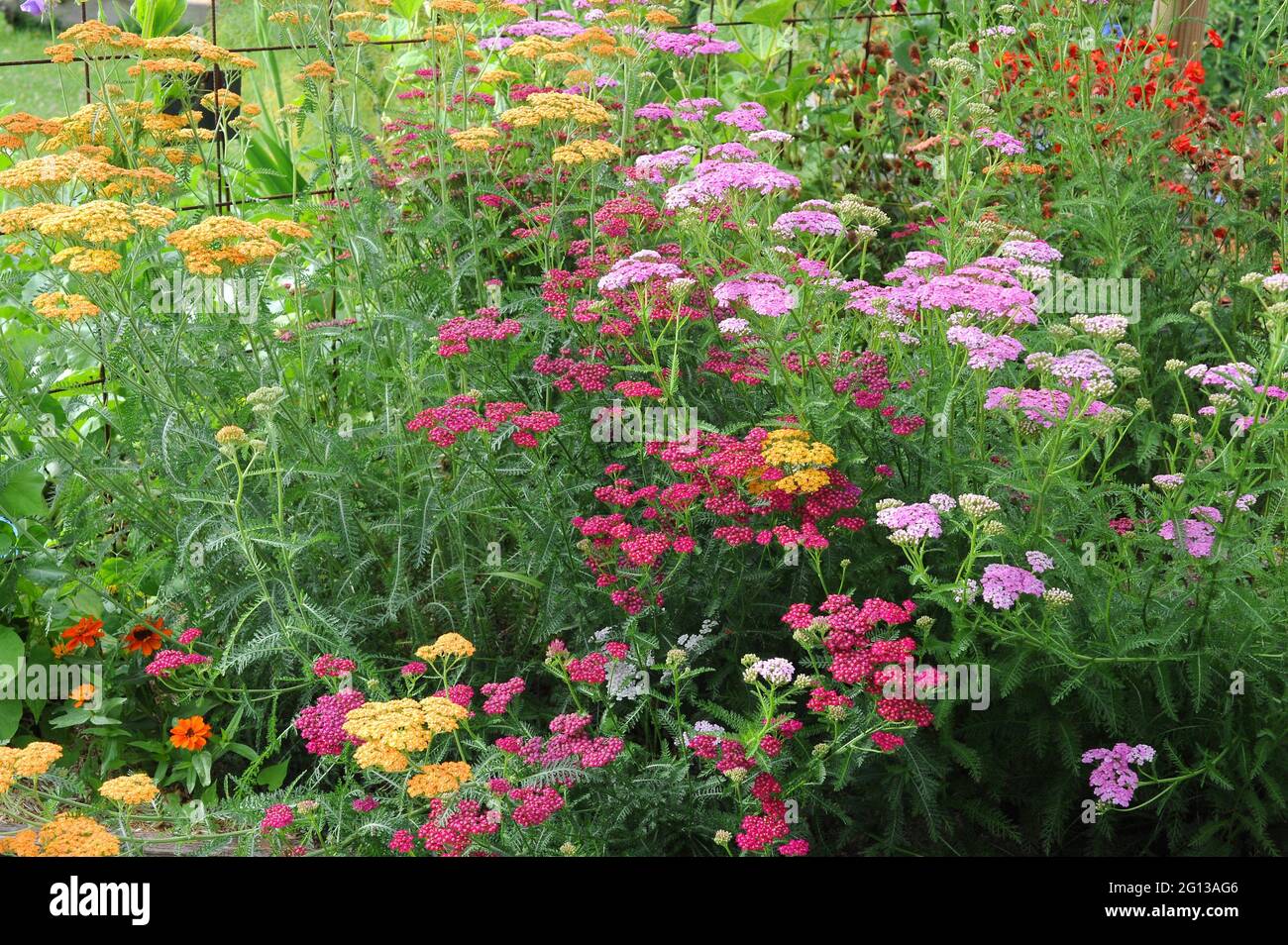 Yarrow (Achillea millefolium) ornamental varieties. Yarrow is an herbaceous perennial plant native to Europe, Asia and North America. This photo was Stock Photo