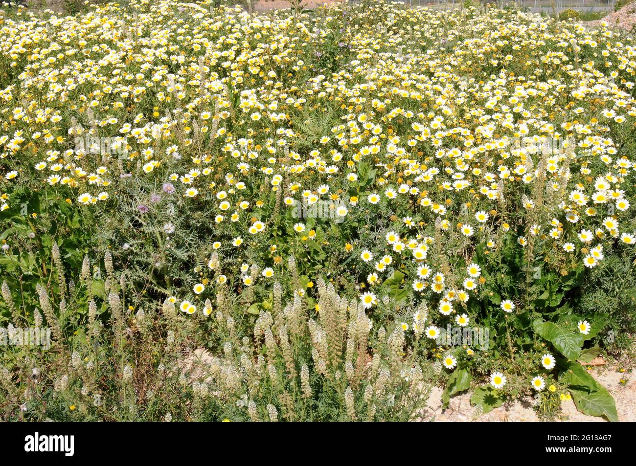 Corn camomile or field camomile (Anthemis arvensis) is an annual plant native to Europe. This photo was taken in Mallorca, Balearic Islands, Spain. Stock Photo