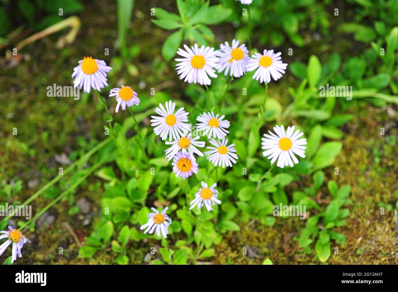 Alpine aster (Aster alpinus) is a perennial herb native to Europe mountains. Stock Photo