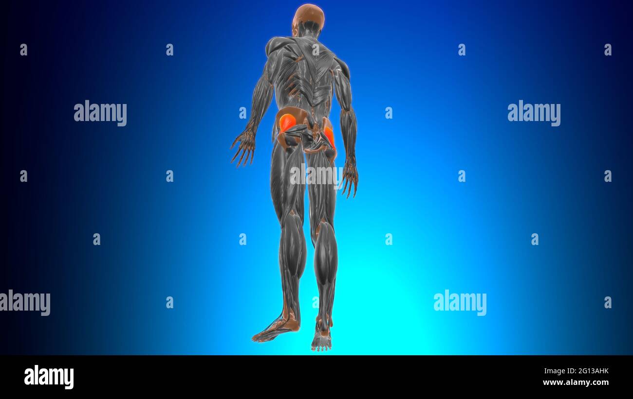 Page 2 Inferior Oblique Muscle High Resolution Stock Photography And Images Alamy
