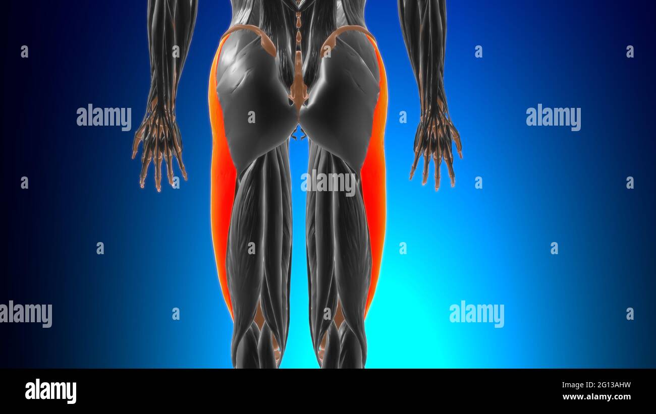 Iliotibial tract or band Anatomy For Medical Concept 3D Illustration Stock  Photo - Alamy