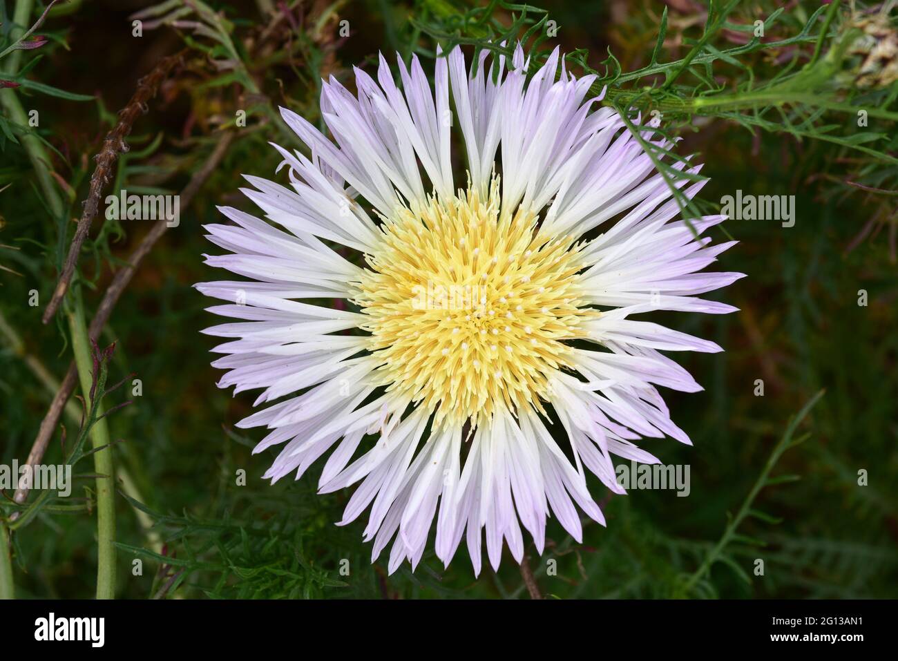 Flor del minero (Centaurea cachinalensis) is a perennial plant endemic to Chile. Stock Photo