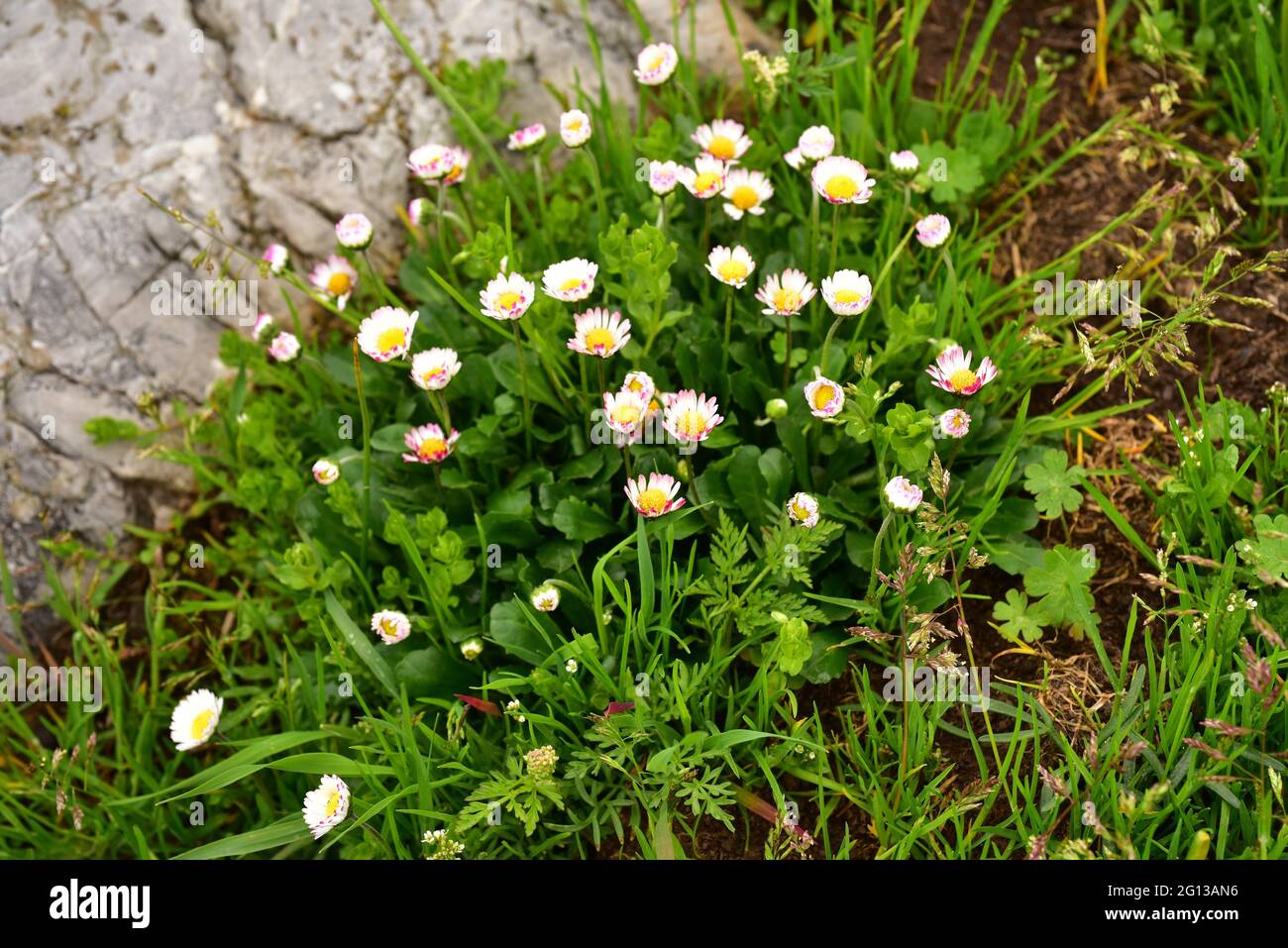 Daisy (Bellis perennis) is a perennial herb native to Europe. This photo was taken in Babia, Leon, Castilla y Leon, Spain. Stock Photo