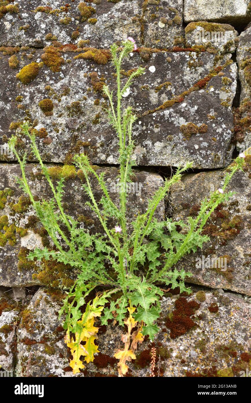 Sheep thistle or slender thistle (Carduus tenuiflorus) is an annual or biennial plant native to western Europe and northwestern Africa and Stock Photo