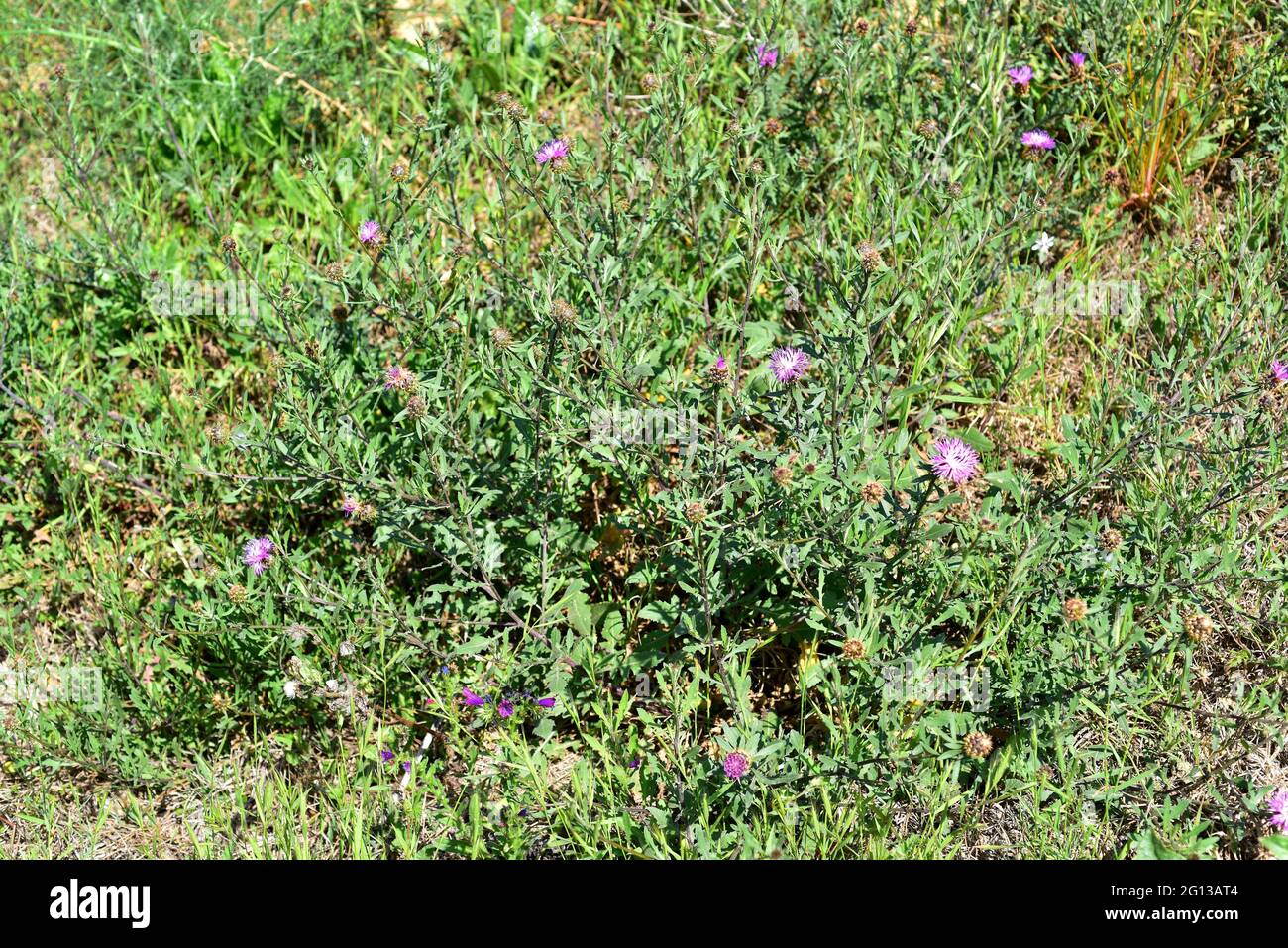 Greater knapweed (Centaurea scabiosa) is a perennial plant native to Europe. This photo was taken in Montjuic, Barcelona, Catalonia, Spain. Stock Photo