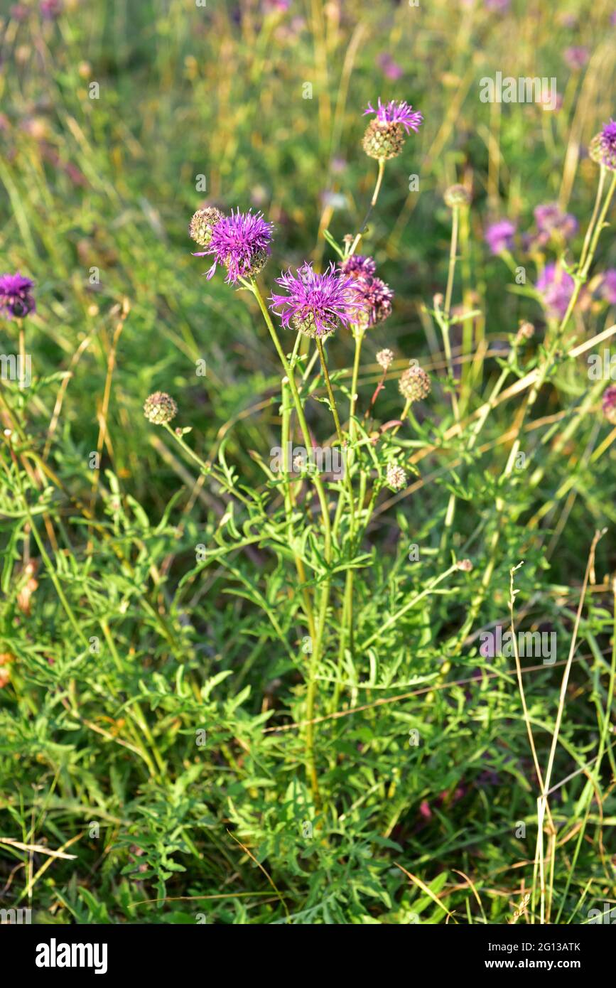 Greater knapweed (Centaurea scabiosa) is a perennial plant native to Europe. This photo was taken in Bohuslan, Sweden. Stock Photo