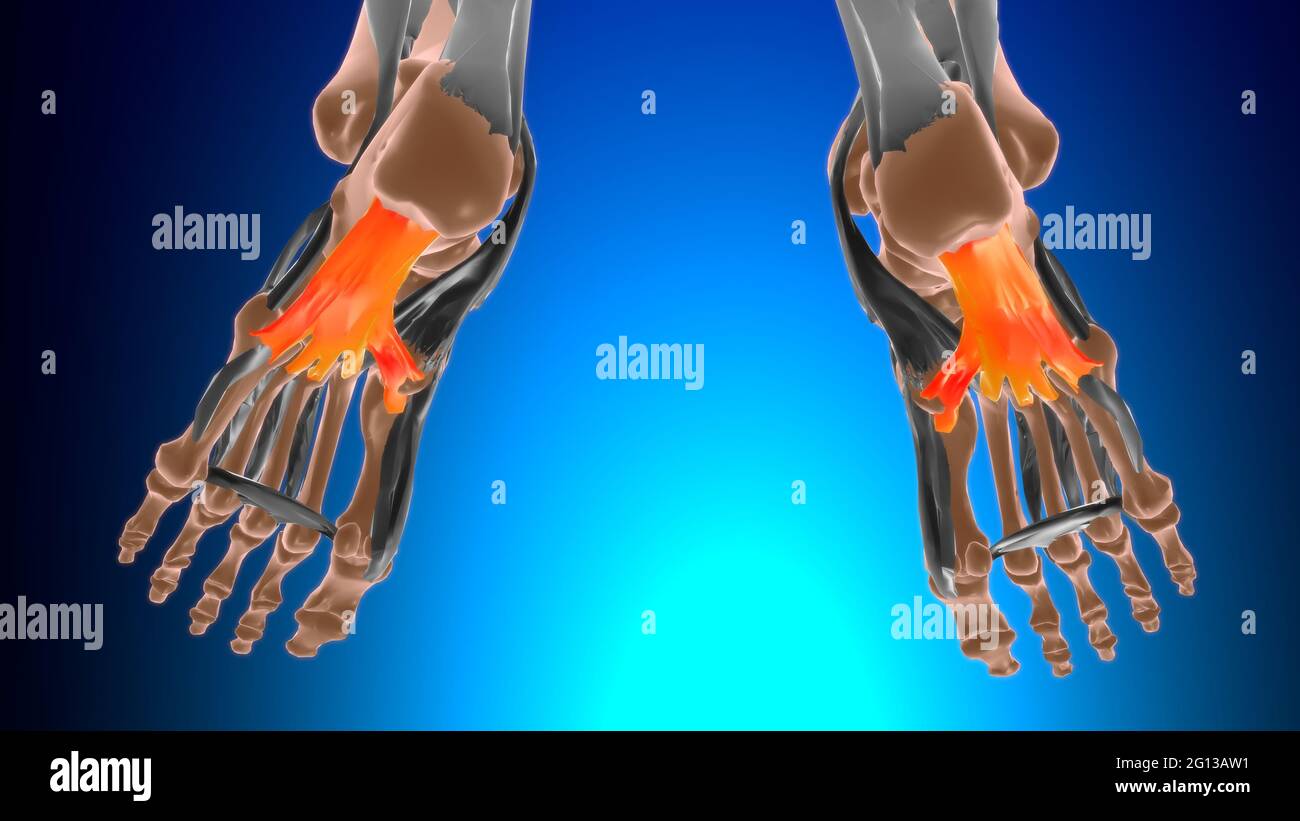 Long plantar ligament Anatomy For Medical Concept 3D Illustration Stock  Photo - Alamy