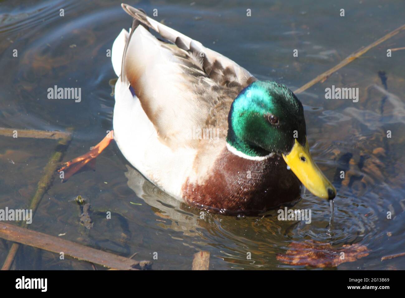 Mallard (duck) basking in sunshine. Duck swimming in a pond. Stock Photo