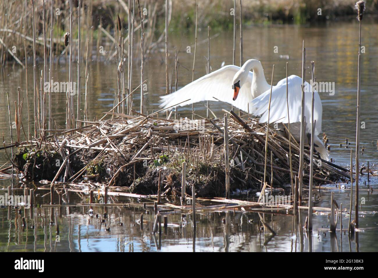 Breeding habits of swans hires stock photography and images Alamy