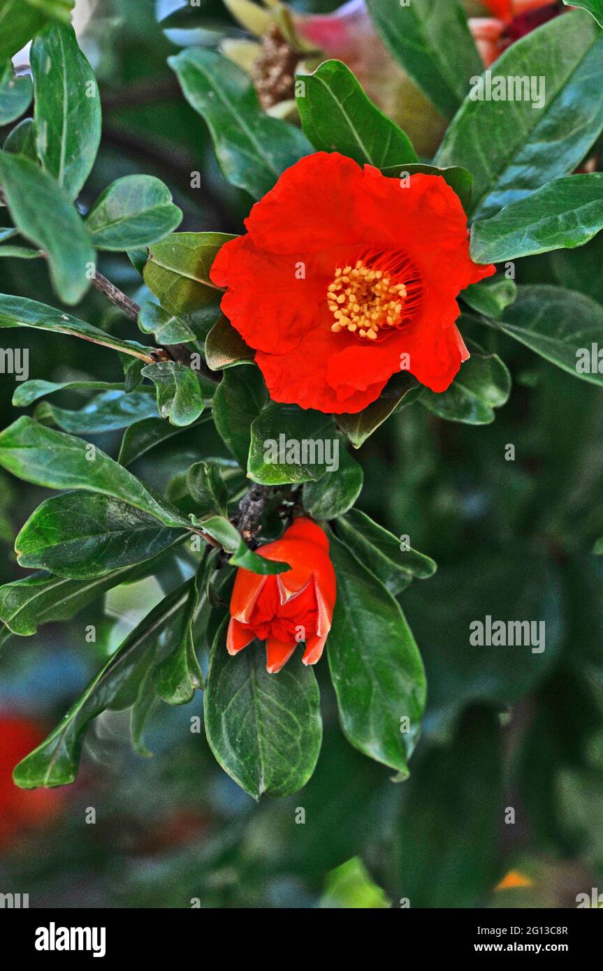 Punica granatum pomegranate close up of flower with bud forming Stock Photo