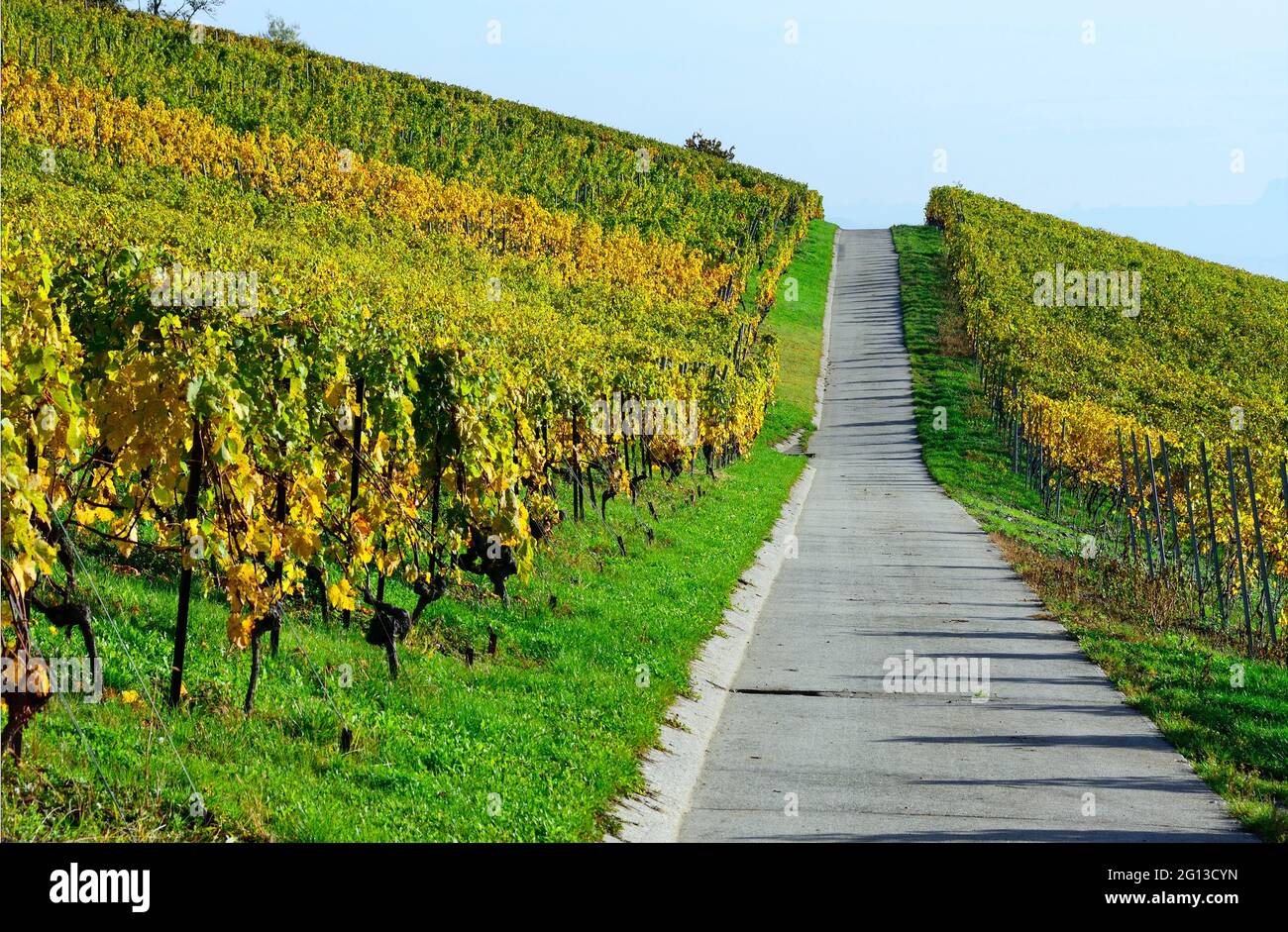 Road in vineyards, Mont-sur-Rolle, literally Mont on Rolle, Nyon district, canton Vaud, Switzerland, Europe Stock Photo